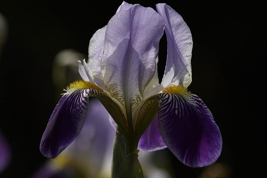 giglio di spada, iris, iris barbuto, fiore viola, fiore, fiorire, fioritura, flora, avvicinamento, pianta, petalo
