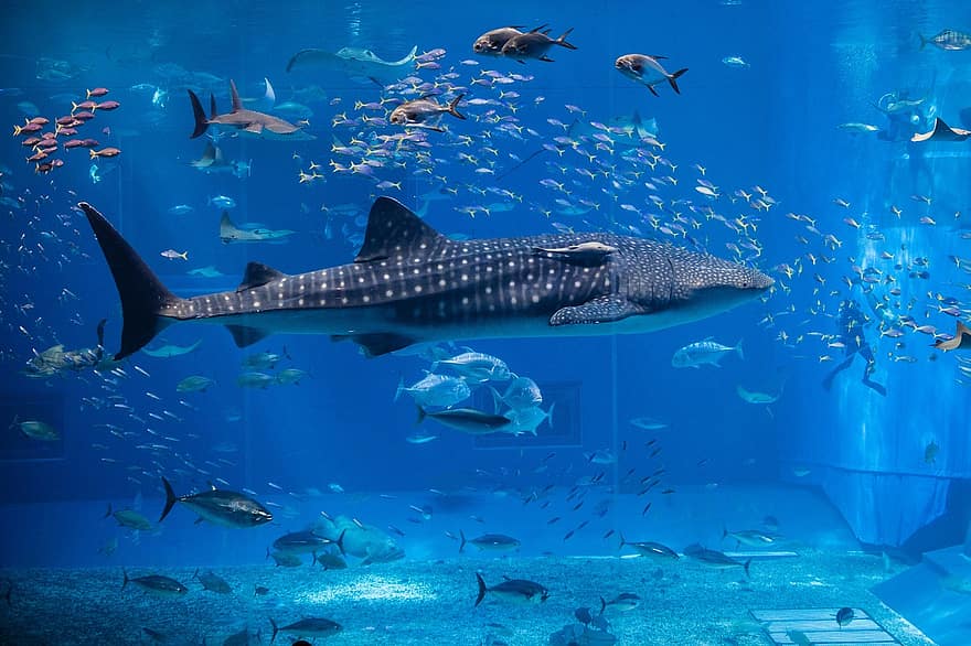 hval, akvarium, fisk, natur, væsen, undervands-, dyr, blå dyr, blå fisk