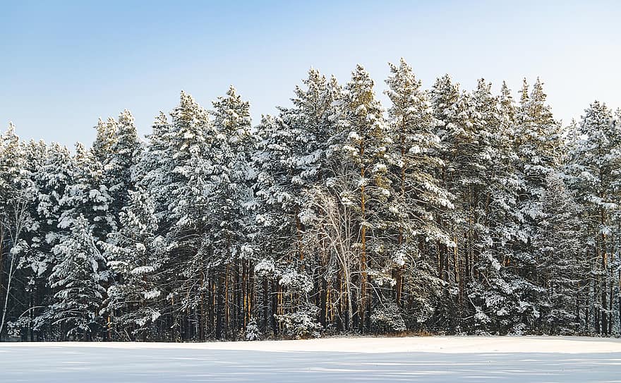 koki, filiāle, meži, mežs, sala, sniegs, ziemā, raksturs, ārā, skaistums, ledus