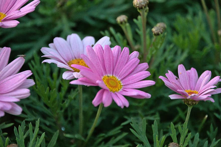 Flowers, Marguerite Daisy, Bloom, Botany, Blossom, Nature