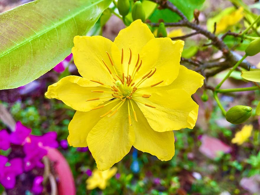 Albaricoque amarillo, flor, planta, flor amarilla, flor de albaricoque, pétalos, brotes, floración, hoja, de cerca, verano