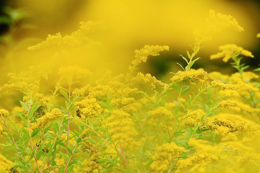zelts, dzelteni ziedi, solidago, raksturs, pļava