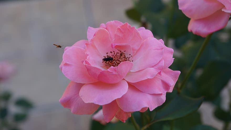 floribunda, berwarna merah muda, mawar, lebah, penyerbukan, mekar, alam