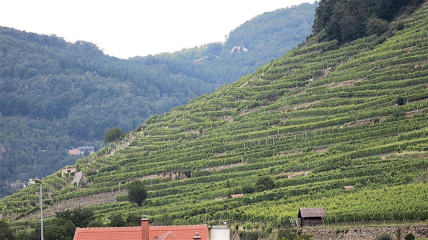 Vinhedo, videira, vinho, agricultura, panorama, região vinícola, baixa Áustria, Áustria, Wachau
