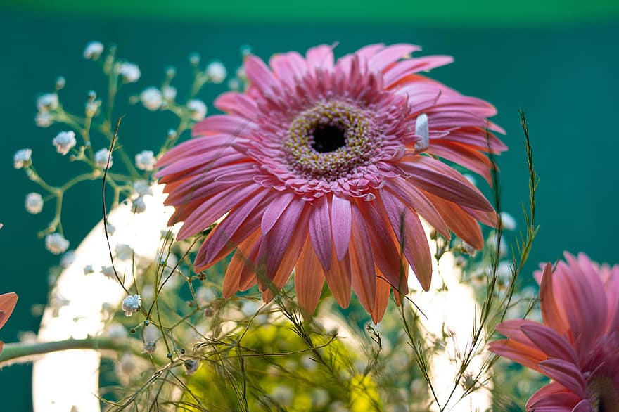 Transvaal Daisy, Gerbera, Pink Flower, Flower, Flora, Blossom, summer, plant, close-up, petal, daisy