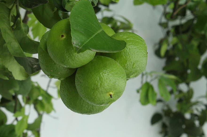 buah-buahan, lemon, organik, pohon, pertumbuhan