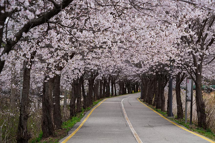 jaro, květiny, Třešňový květ, sezónní, květ, Korejská republika, krajina, Yangju