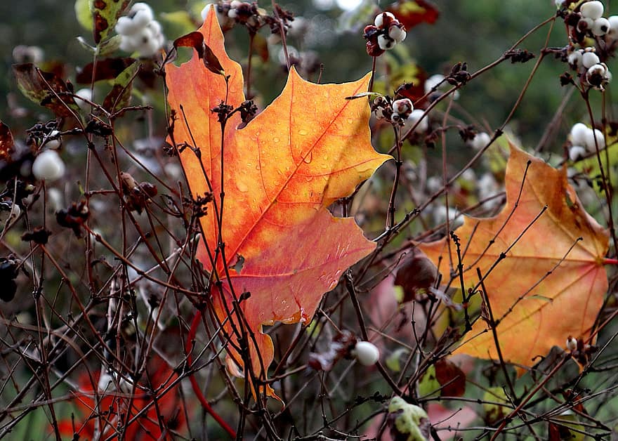 acer, листя, осінь, після дощу, макрос