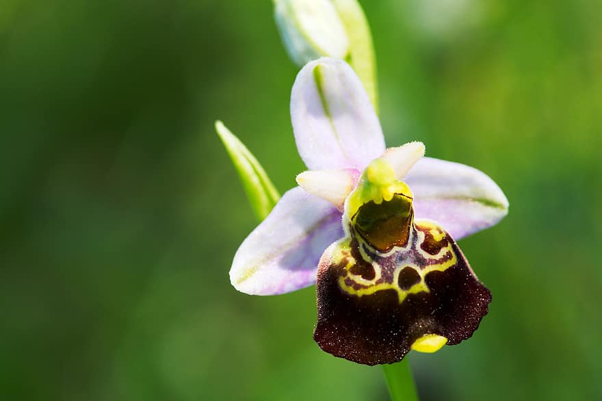 blomma, orkide, Tidig spindel-orkidé, Ophrys Sphegodes, trädgård, natur, närbild, växt, kronblad, blomhuvud, sommar