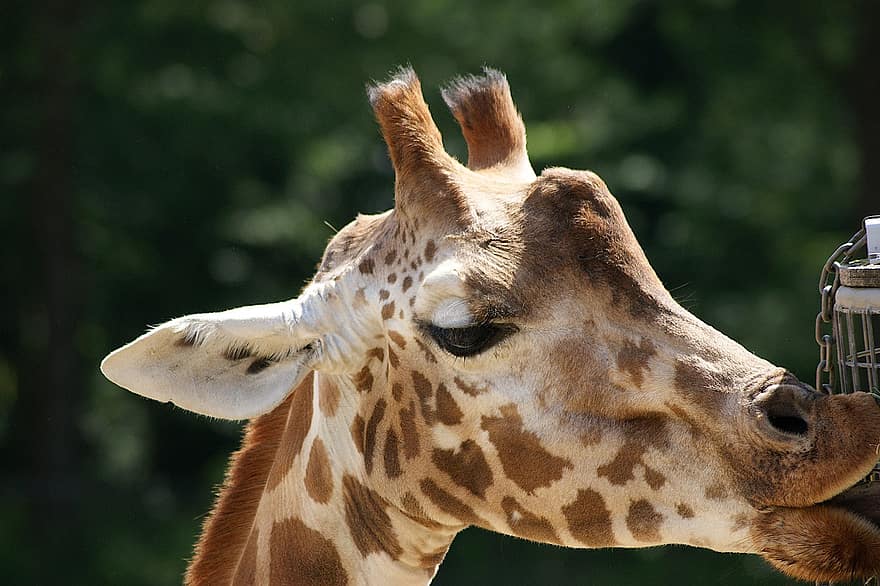 girafa, animal, animais selvagens, mamífero, fauna, região selvagem, jardim zoológico, safári, Parque de vida selvagem, natureza