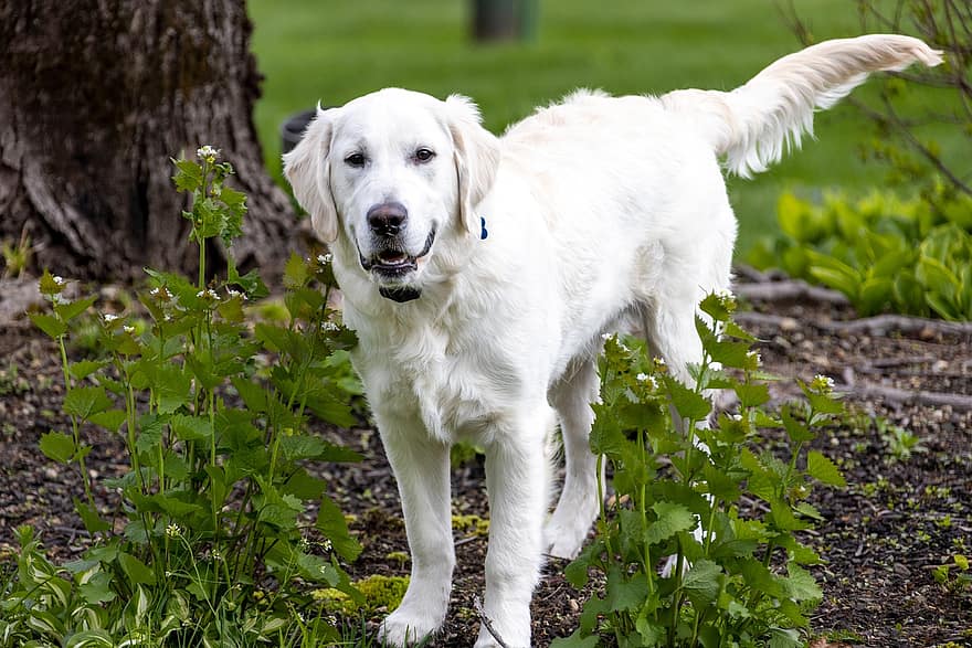 jenis anjing Golden Retriever, anjing, hutan, halaman belakang, membelai, hewan, hewan peliharaan, imut, anjing trah, anak anjing, retriever