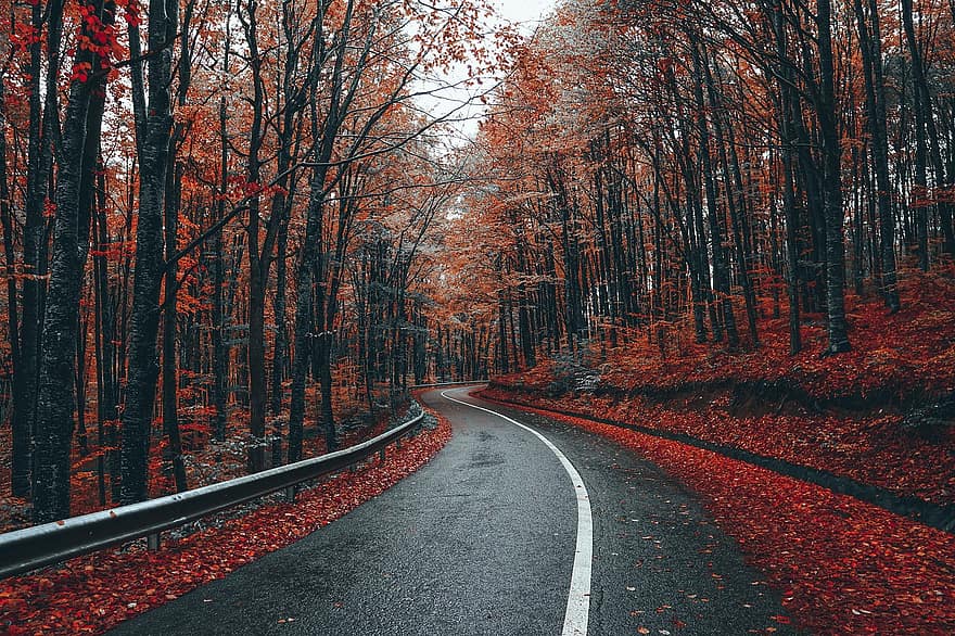 път, околност, есен, падане, паваж, магистрала, дървета, гори, пейзаж, гора