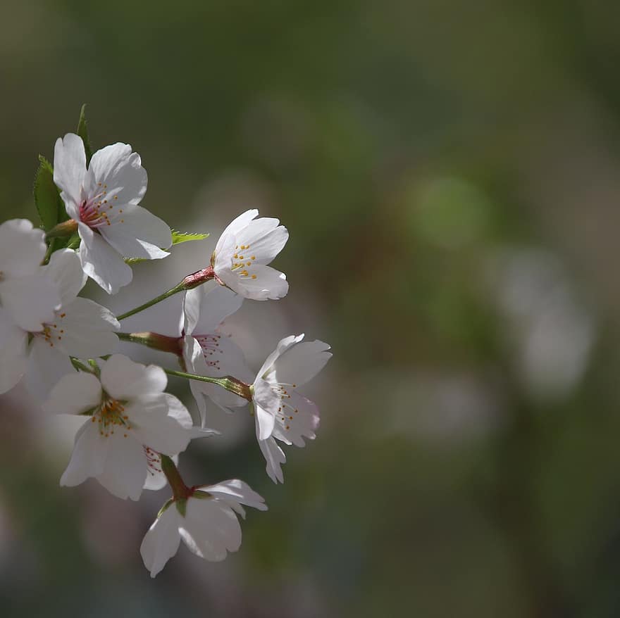 цвітіння вишні, квіти, цвітіння, білі квіти, сакура, флора, дерево сакури, весна, весняний сезон, пелюстки, білі пелюстки