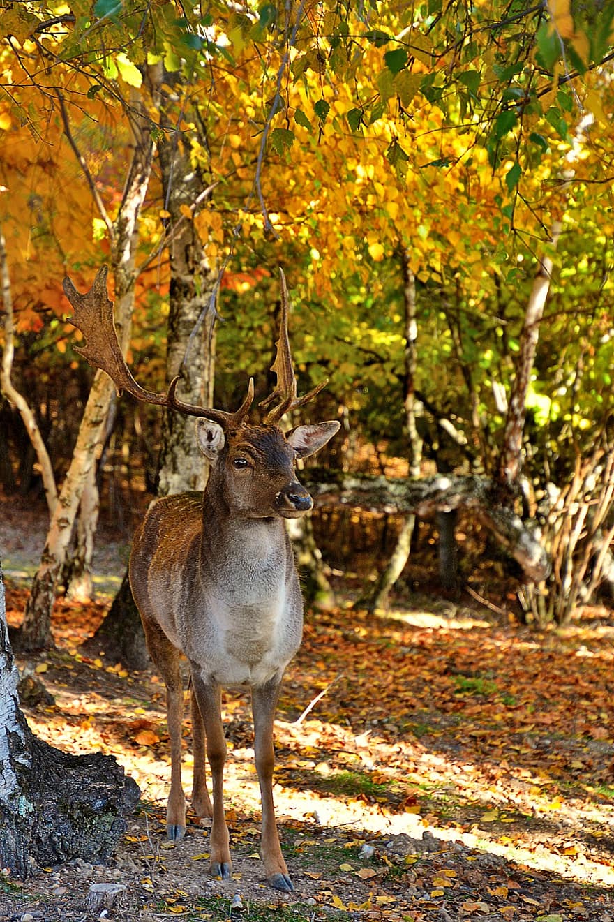 gamo, animal, bosque, otoño, ciervo, ciervo macho, fauna silvestre, Dámszarvas, mamífero, cuerno, naturaleza