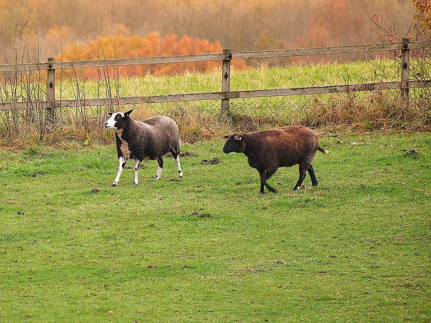 Sheeps, Animals, Mammals, Live Stock, Domestic Sheep, Ruminant, Ungulate, Landscape