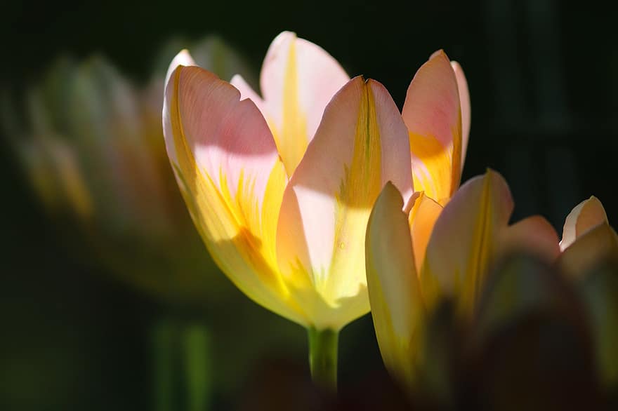 Tulpen, gelbe Tulpen, Blume, blüht, Flora, Blütenblätter, Pflanzen, Frühlingsblumen, Natur, Pflanze, Nahansicht