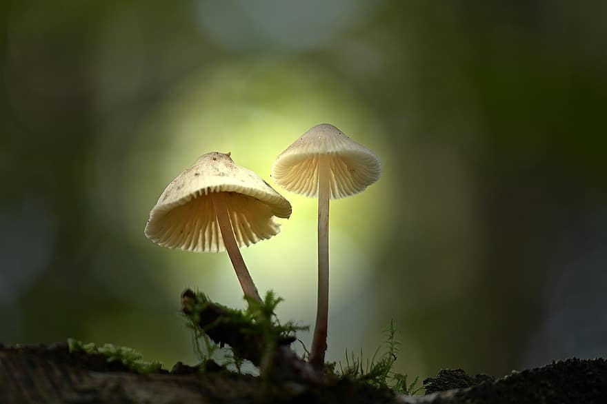 mushrooms, lamellar mushrooms, moss, nature, close-up, plant, outdoors, fungus, green color, forest, macro