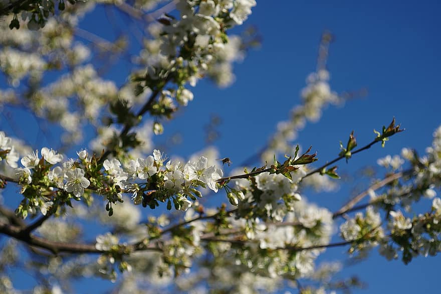 cereja, Flor, branco, árvore, flor, Primavera, temporada, ramo, jardim, verão, floral