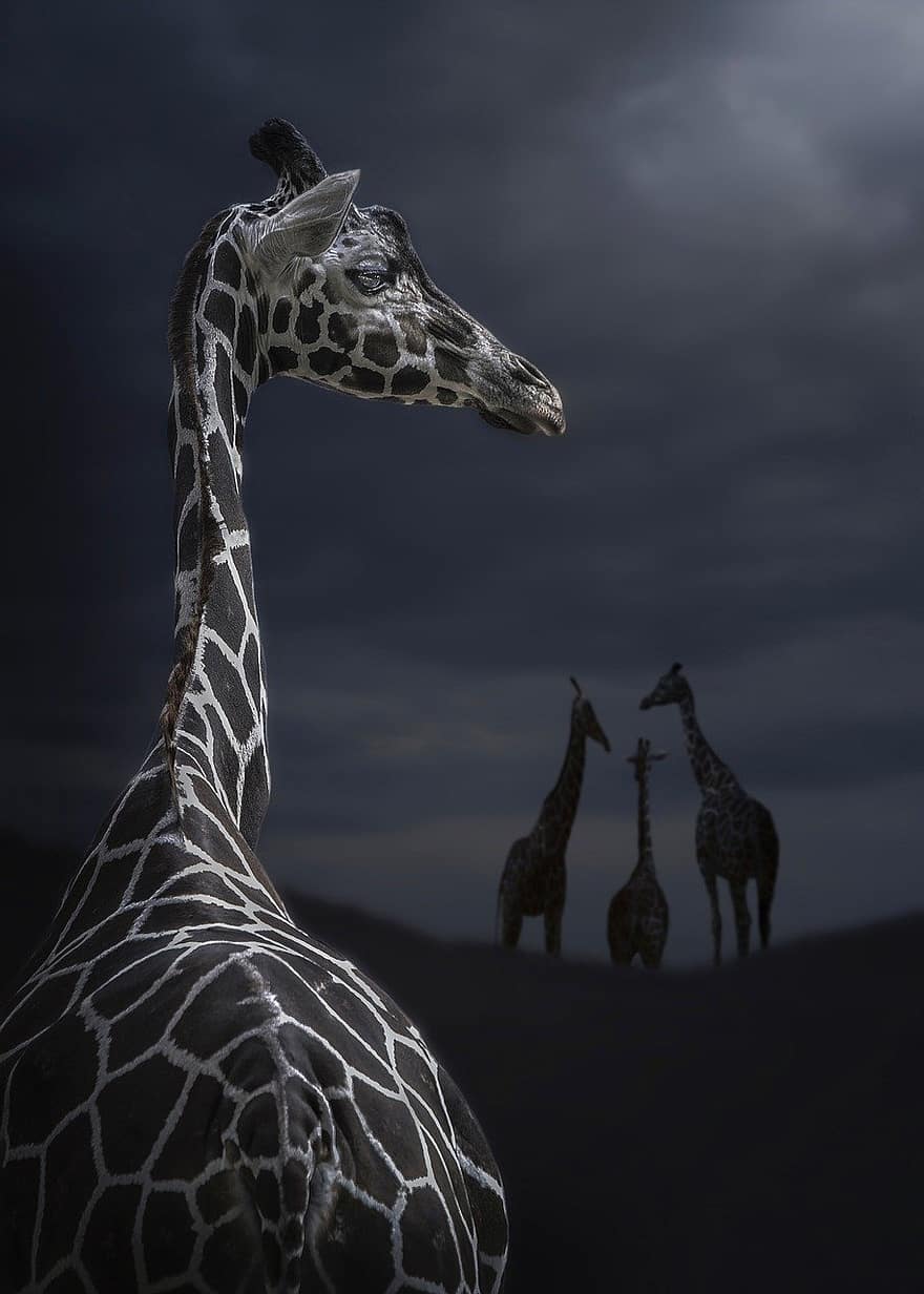 giraf, dyr, mørk
