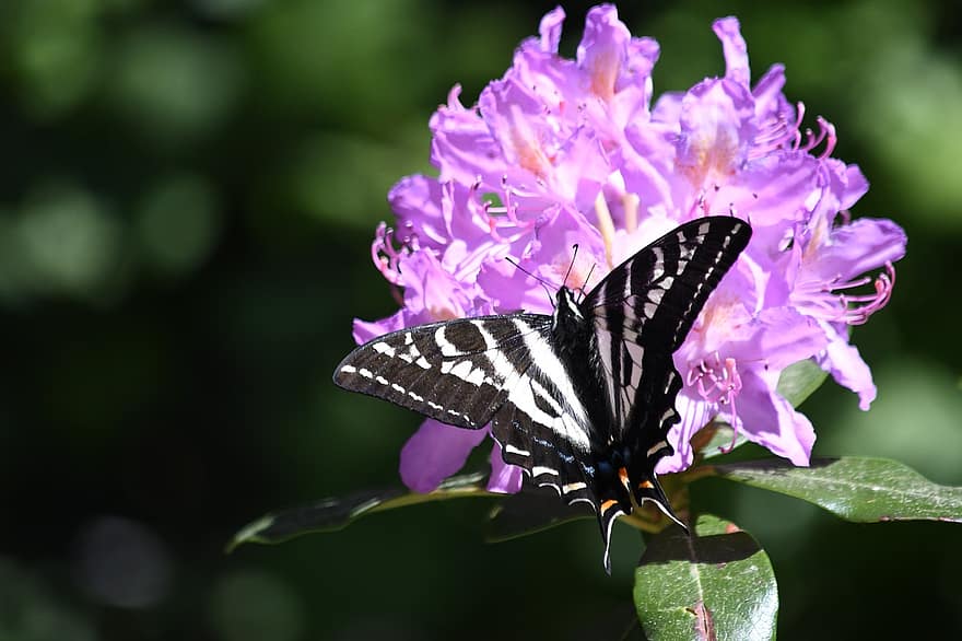 swallowtail drugelis, rožinė gėlė, apdulkinimas, drugelis, pobūdį, gėlė