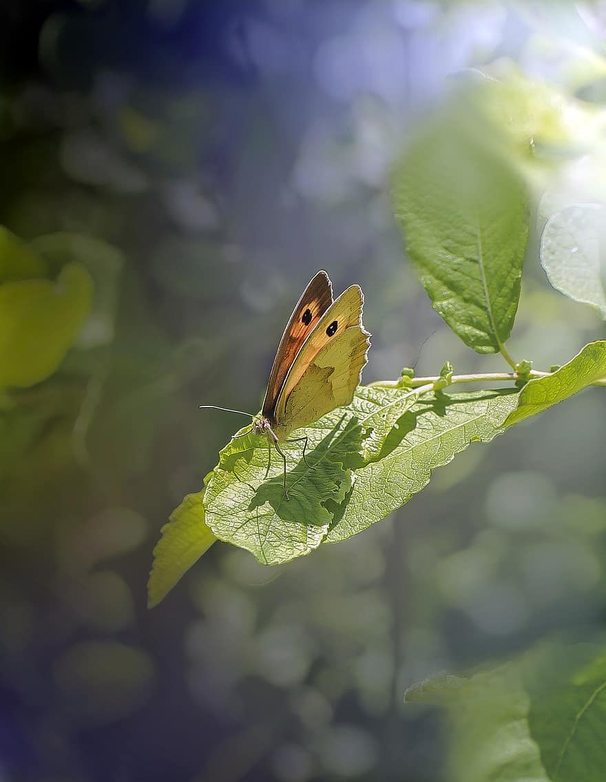 motýl, hmyz, motýlů, Příroda, letní, makro, barvitý, křídla, przestrojnik, pozadí, bokeh