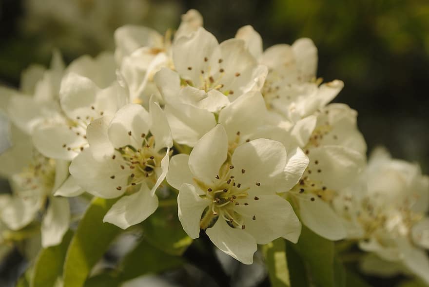 sakura, blommor, äppelblomningar, vita kronblad, kronblad, blomma, flora, vårblommor, natur