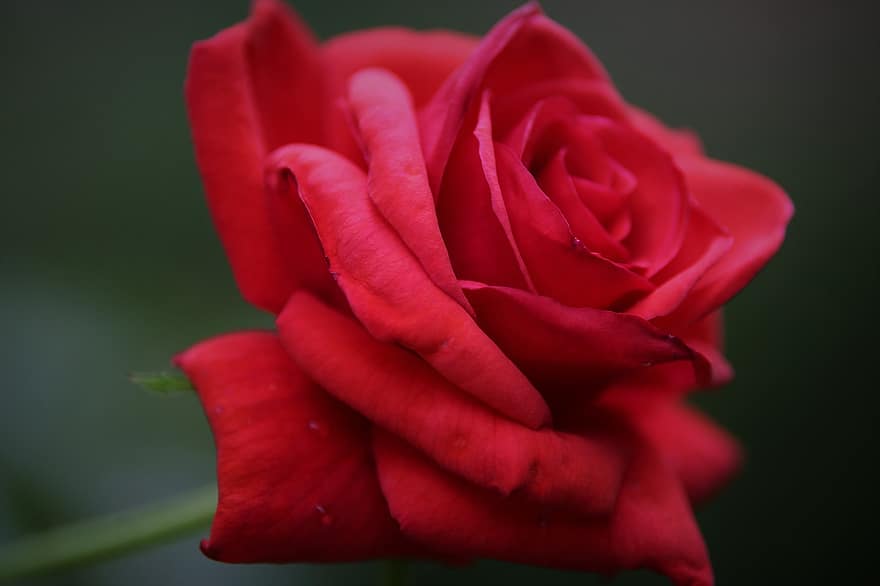 Rode fluwelen roos, bloem, bloeien, bloesem, rode bloem, bloemblaadjes, fabriek, decoratief, natuur, buitenshuis