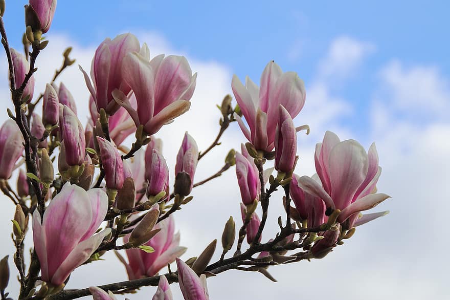 bunga, magnolia, pohon, musim semi, taman, menanam, berwarna merah muda, mekar, kepala bunga, merapatkan, warna merah jambu