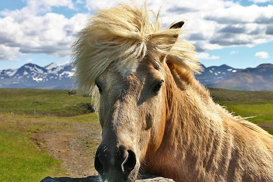 исландски кон, кон, пони, Исландия, глава, животно, бозайник, грива, ливада