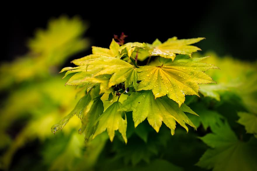 akçaağaç, japonya akçaağaç, akçaağaç yaprakları, yapraklar, yeşillik, yeşil, çiy, yağmur damlaları, çiy damlası, su damlaları, ıslak