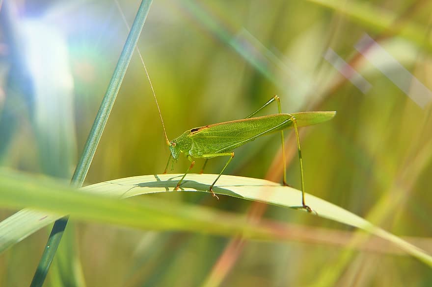 Grasshopper, Grass, Blade, Insect, Antennae, Invertebrate, Długoskrzydlak Sierposz, Meadow, Lawn, Animals, Nature