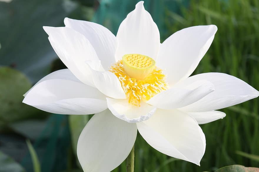 lotus, blomma, vit Lotus, vit, ren, makro, solsken