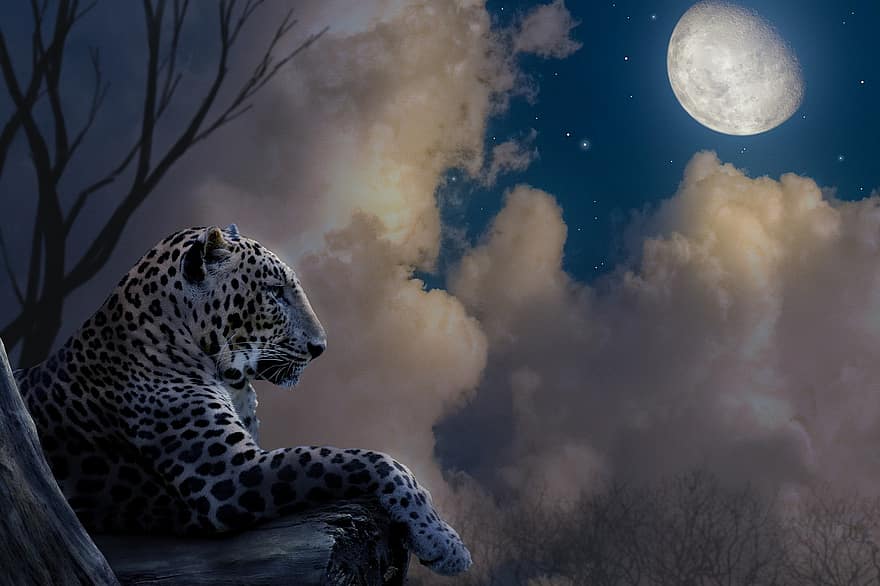 báo, thú vật, động vật hoang dã, Thiên nhiên, rừng, con mèo, mặt trăng, những đám mây, bầu trời, các ngôi sao, tưởng tượng
