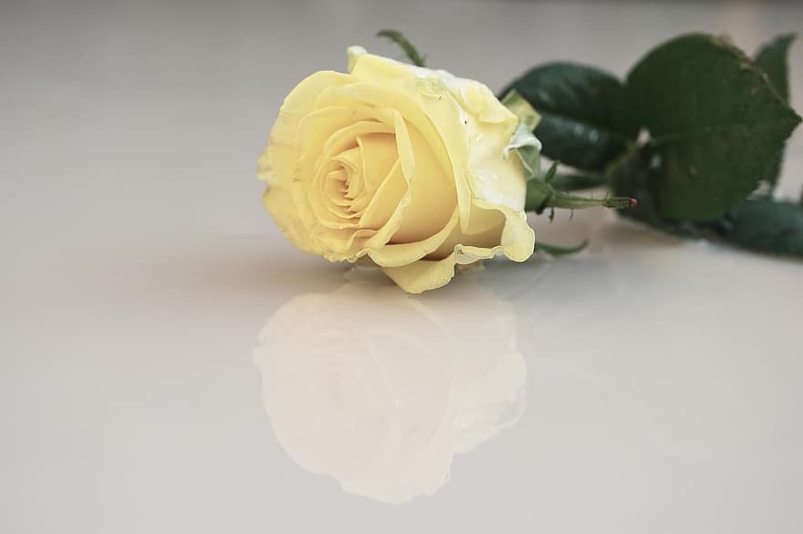 Rose, Une rose jaune, fleur, fleur jaune, pétales, pétales jaunes, Floraison, flore, pétales de rose, fleur de rose, la nature