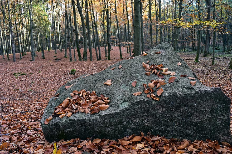камень, лес, природа, осень, листья, деревья, падать