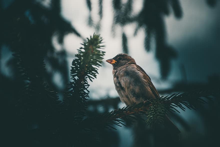 चिड़िया, पक्षी फोटोग्राफी