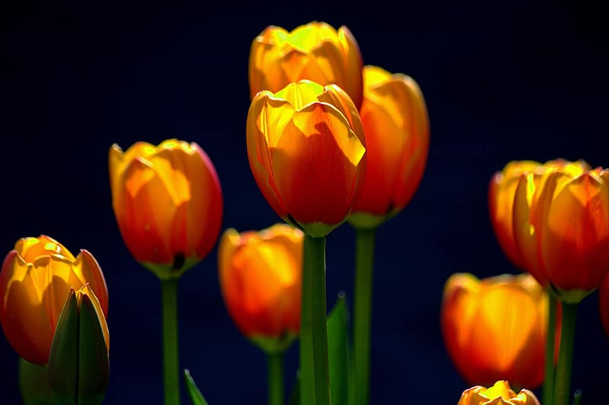 квіти, тюльпани, весна, природи, цвітіння, макрос, зростання, тюльпан, квітка, жовтий, Рослина