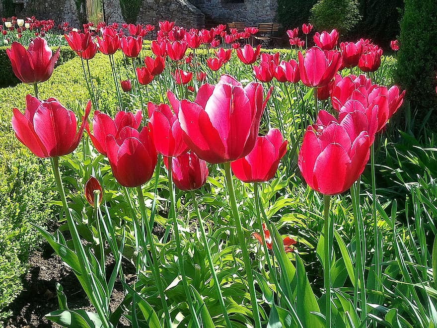 花、チューリップ、庭園、春、赤いチューリップ