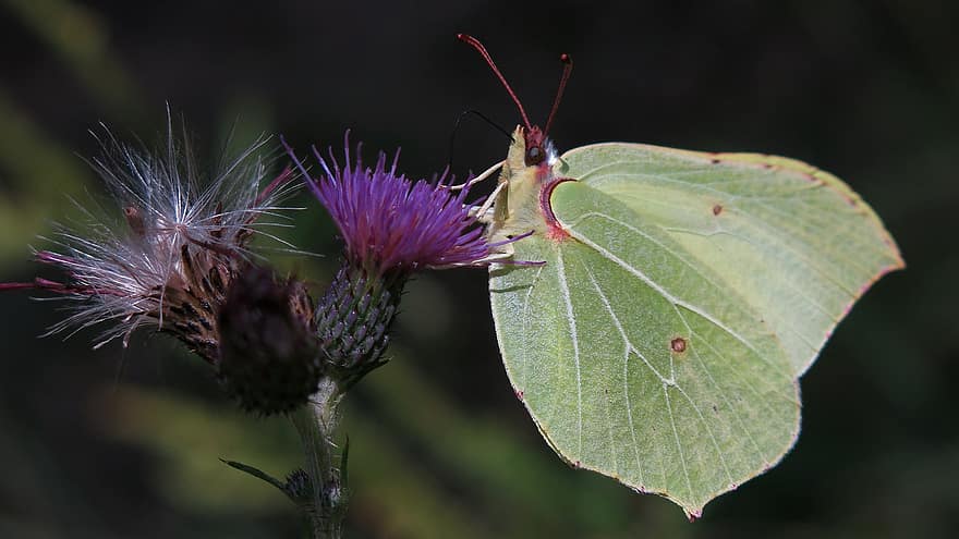 Gonepteryx rhamni, Schmetterling, Weiß, Schmetterlinge, Nahansicht, Insekt, Makro, grüne Farbe, Pflanze, Sommer-, Blume