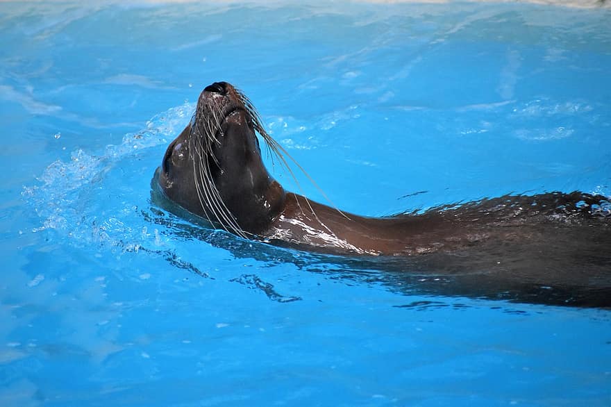 Sea Lion, Houston Zoo, Swimming Pool, Seal, Ocean Park, Marine Animal, Backstroke, Swimming Expert, Swimmer, One Animal, Position