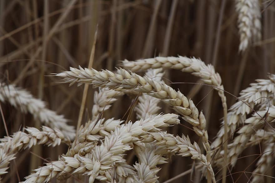 blé, champ de blé, cultures de blé, agriculture, grain, champ, été, la nature, aliments, arable, des céréales
