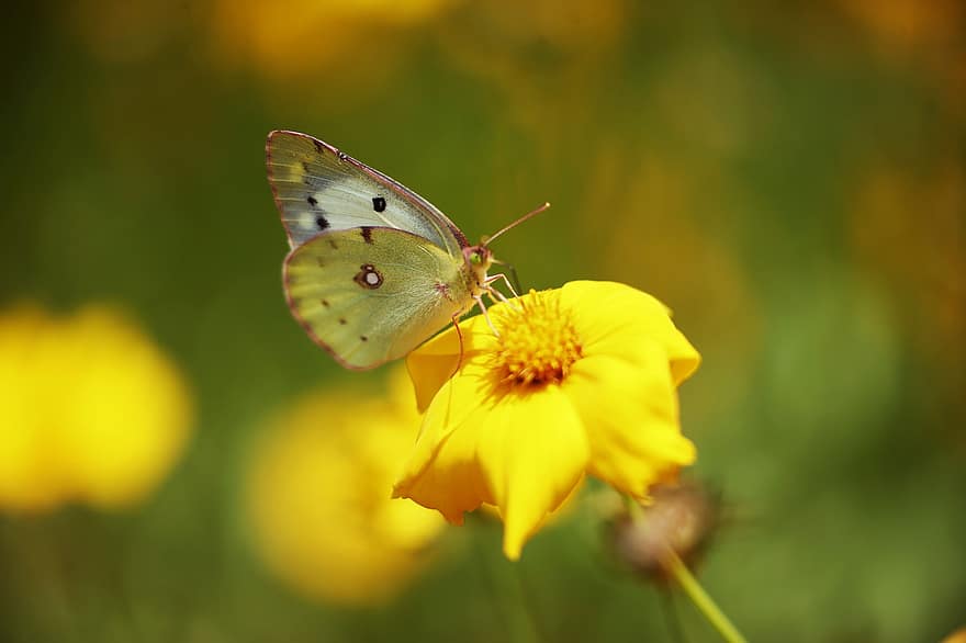 sommerfugl, insekt, bug, vinger, antenne, blomst, petals, blader, natur, dyr, fauna