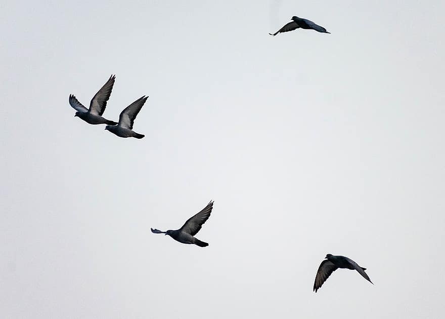 en volant, Pigeon, troupeau, Colombe, ailes, paix, les pigeons, la nature, dom, plumes, voler