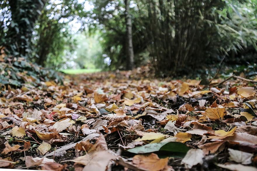 дорожка, листья, падать, осень, листва, высушенные листья, опавшие листья, путь, пейзаж, природа, время года