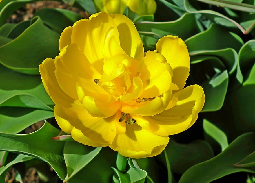tulipan, blomst, plante, gul blomst, kronblade, flor, forår, have, natur, blad, tæt på