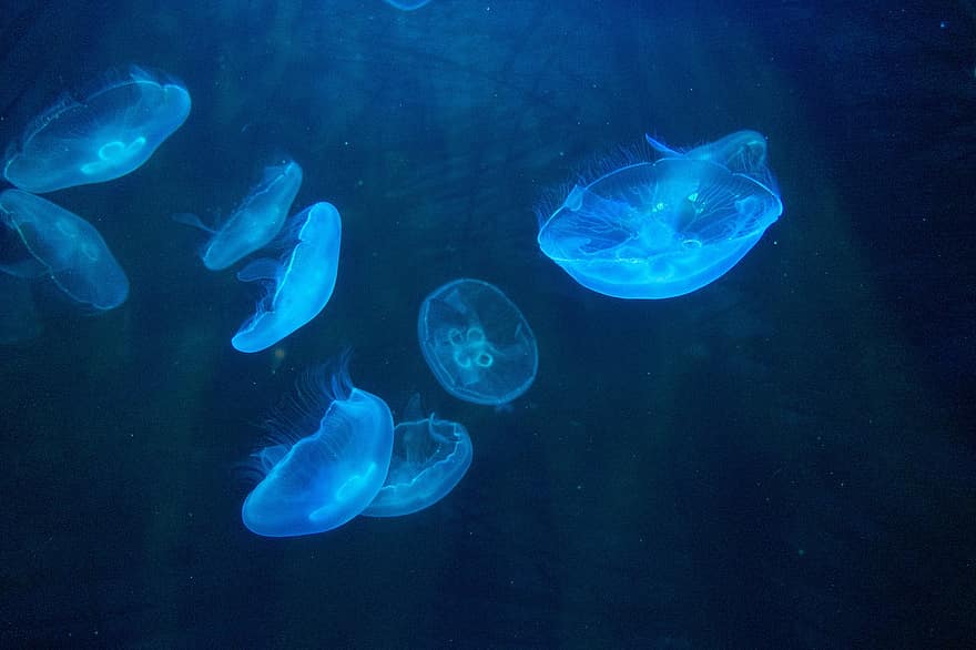 морський, медузи, під водою, океану, тварина, блакитний, води, риба, щупальце, морське життя, глибокий