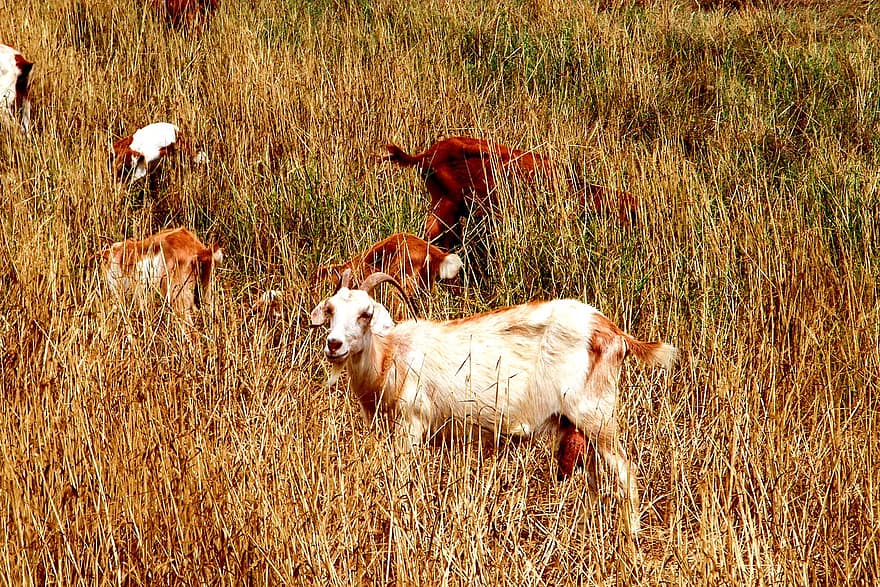 козел, стадо коз, трава, Греция, животные, Киклады, ферма, сельская сцена, луг, сельское хозяйство, выгон
