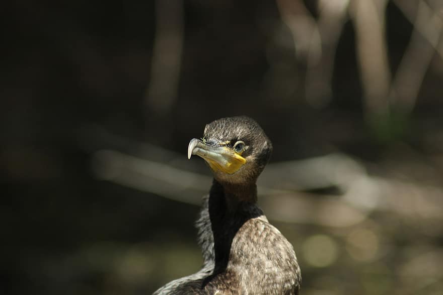 mare cormoran, negru shag, pasăre, negru cormoran, ave, aviară, ornitologie, supravegherea păsărilor, cioc, animale sălbatice, pustie