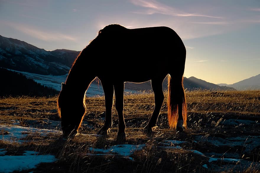 άλογο, φθινόπωρο, χιόνι, πρωί, ζώο, αγροτική σκηνή, αγρόκτημα, βουνό, γρασίδι, η δυση του ηλιου, τοπίο