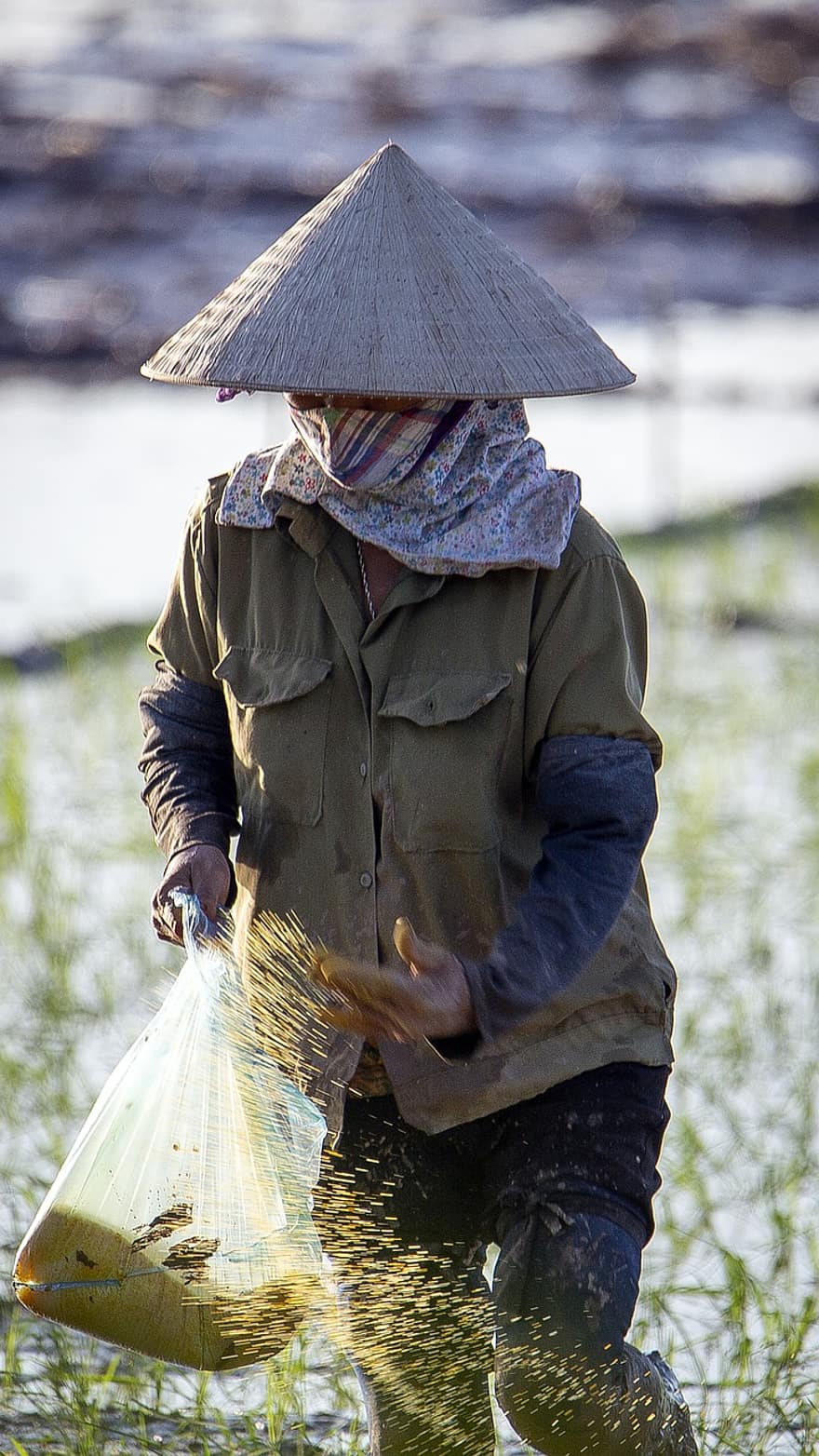 contadino, donna, fertilizzante, lavoro, asiatico, campo di riso, riso alla padella, azienda agricola